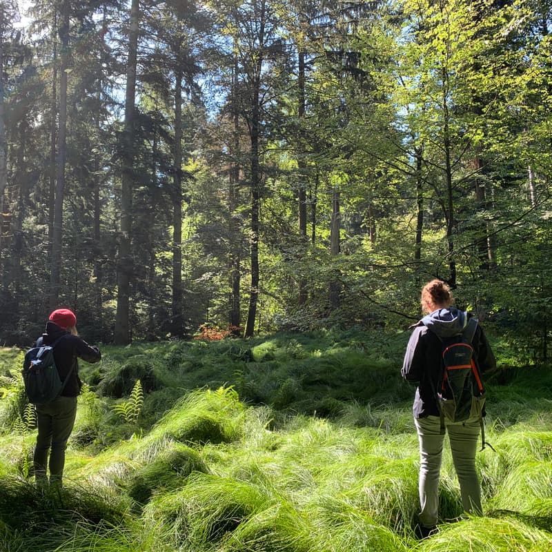 Cover Image for Nature Tour Aarau – Waldachtsamkeit/Waldbaden und Naturerlebnis pur
