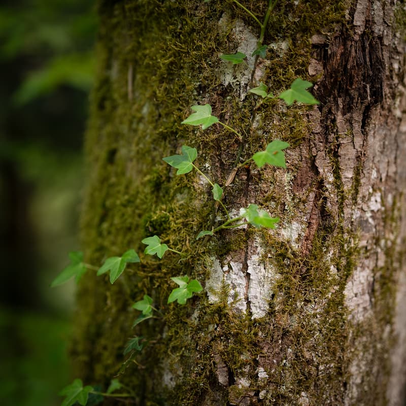 Cover Image for Waldmoment - Bleib in Bewegung, komm zur Ruhe - Den Wald mit allen Sinnen wahrnehmen