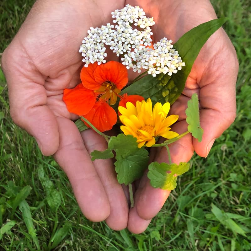 Cover Image for Gartenführung - offene Erde & grünes Pflaster: wer ist hier in den Garten eingezogen?