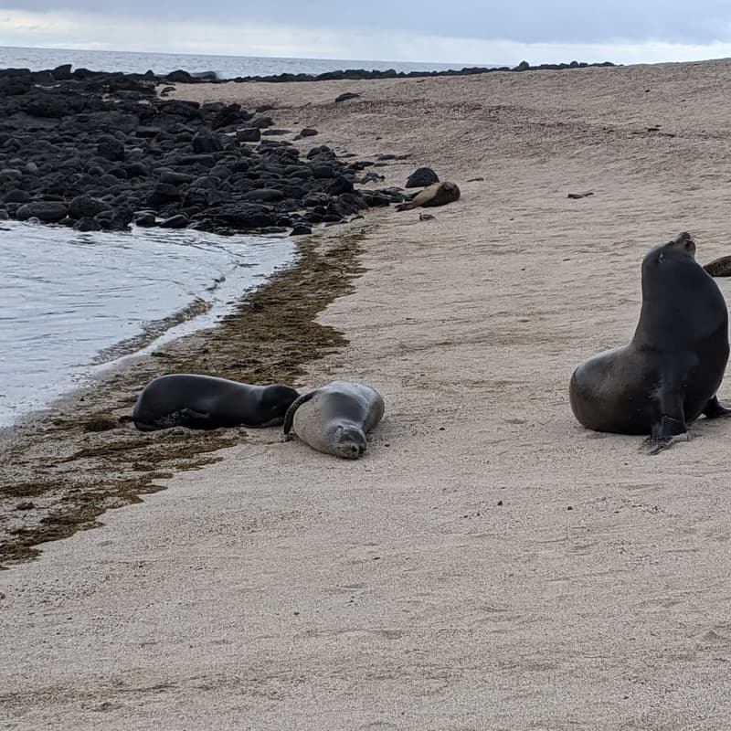 Cover Image for 🇪🇨 (24-29 Nov) Galápagos II — Expedition