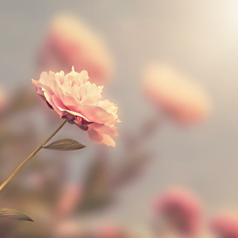 Cover Image for Auf dem Weg der Rose - Community Singing