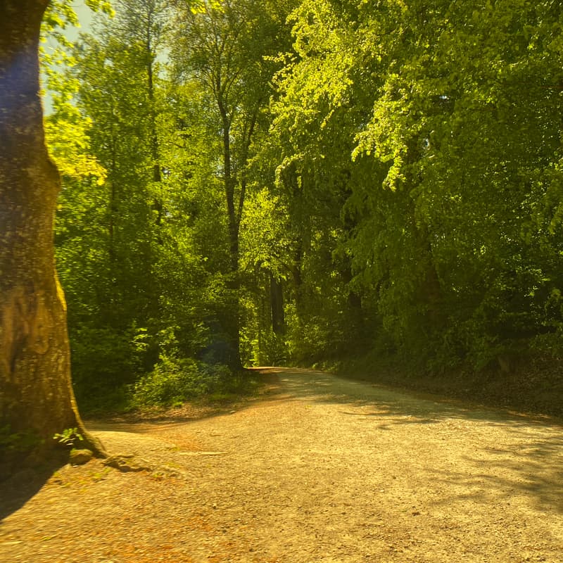 Cover Image for Frühmorgendliche Gehmeditation: Bewusstes Gehen in Stille und Natur