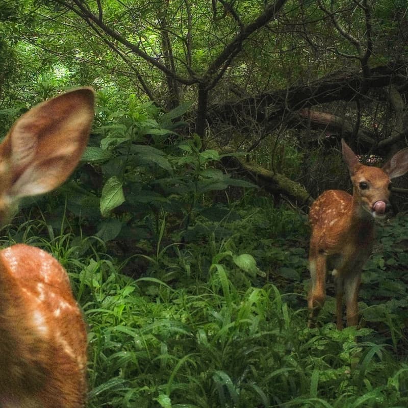 🌻 Curiosity Crawl · Luma
