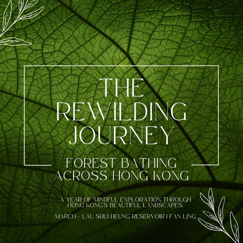 Cover Image for The Rewilding Journey: Forest Bathing Across Hong Kong