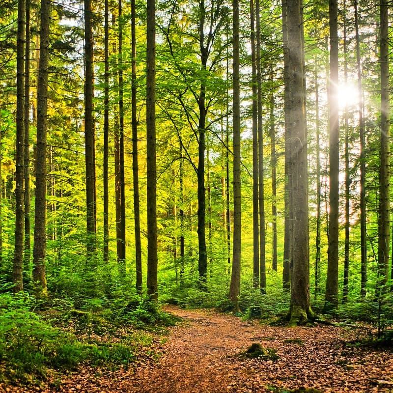 Cover Image for Health & Well-Being Resolutions for Fire & Forestry Professionals