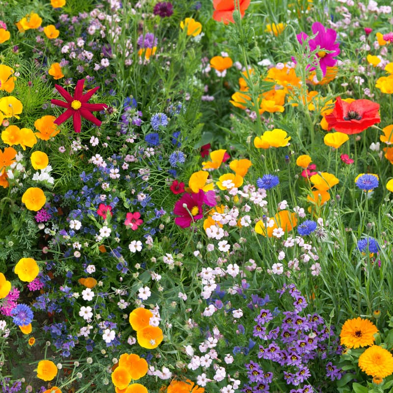 Cover Image for Cultivating Biodiversity on Farms with Farmhand Foundation and Wild Farm Alliance