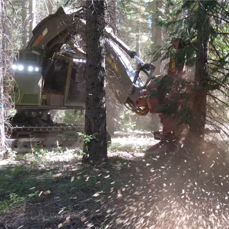 Cover Image for Forest and Friends, September 25th, 2025