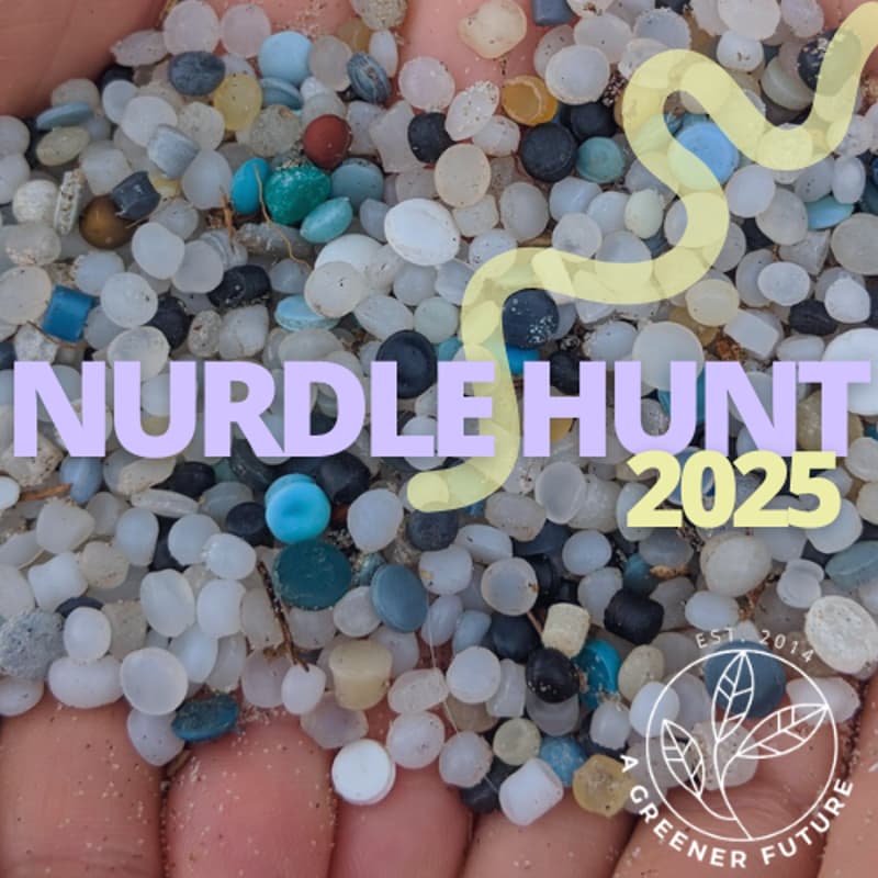 Cover Image for Nurdle Hunt at Marie Curtis Park