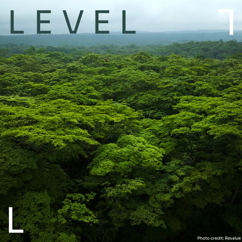 Cover Image for REDD+ credits and carbon portfolio risks - your questions answered