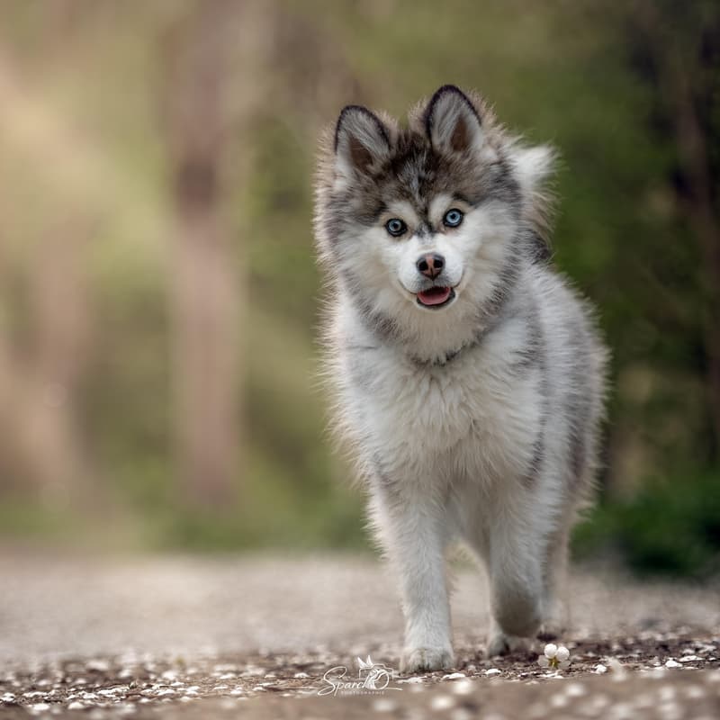 Cover Image for đ Balade photo â Shooting canin Premium
