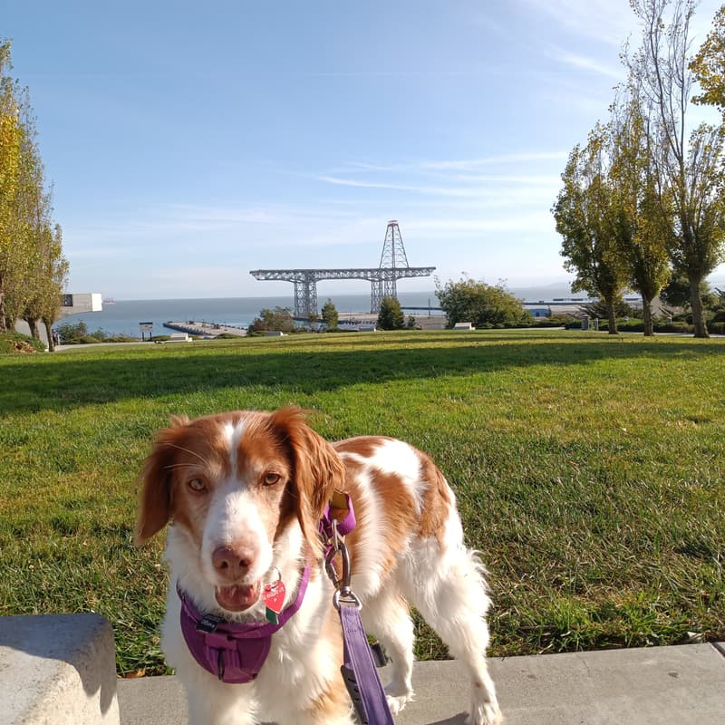 Cover Image for BioPharma Networking Hike & Art Walk: India Basin Waterfront Park + Hunters Point Shipyard