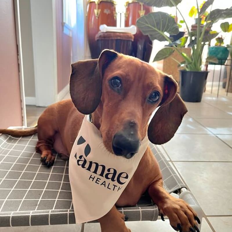 Cover Image for Puppies, Painting, and Porto’s at Amae Health’s New LA Clinic