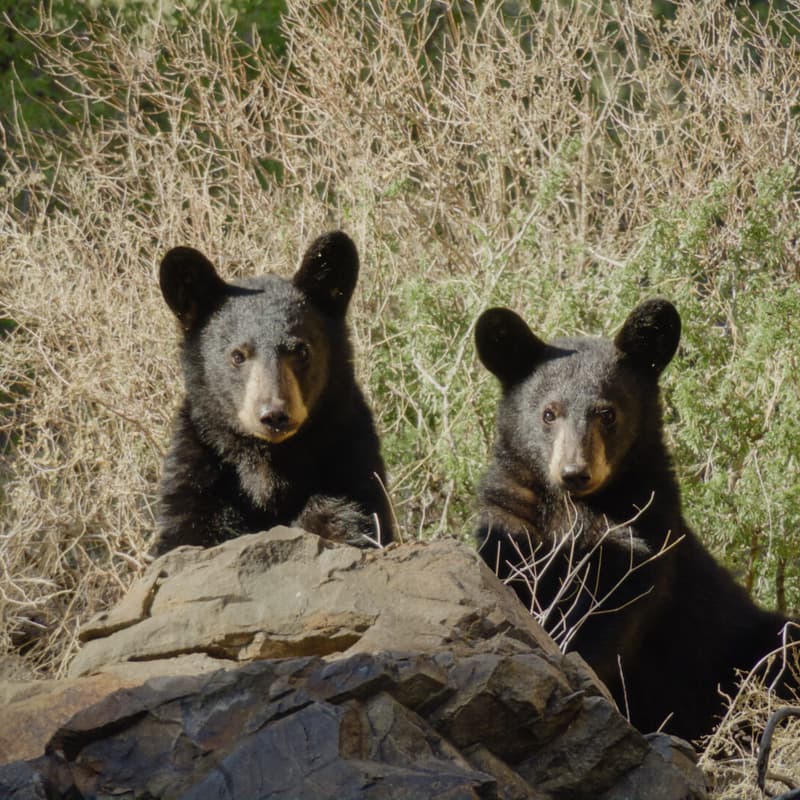 Cover Image for Texas Wildlife Movie Night with Solar Austin