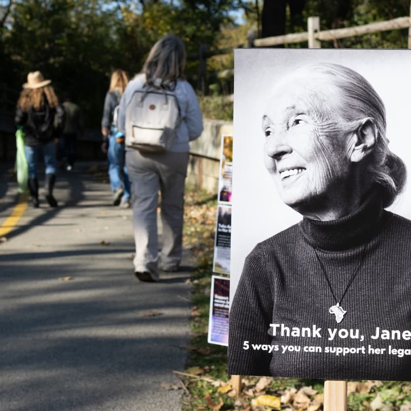 Cover Image for Dr. Jane Goodall's BD Celebration: Youth, Nature, & Community #GoodAllDay