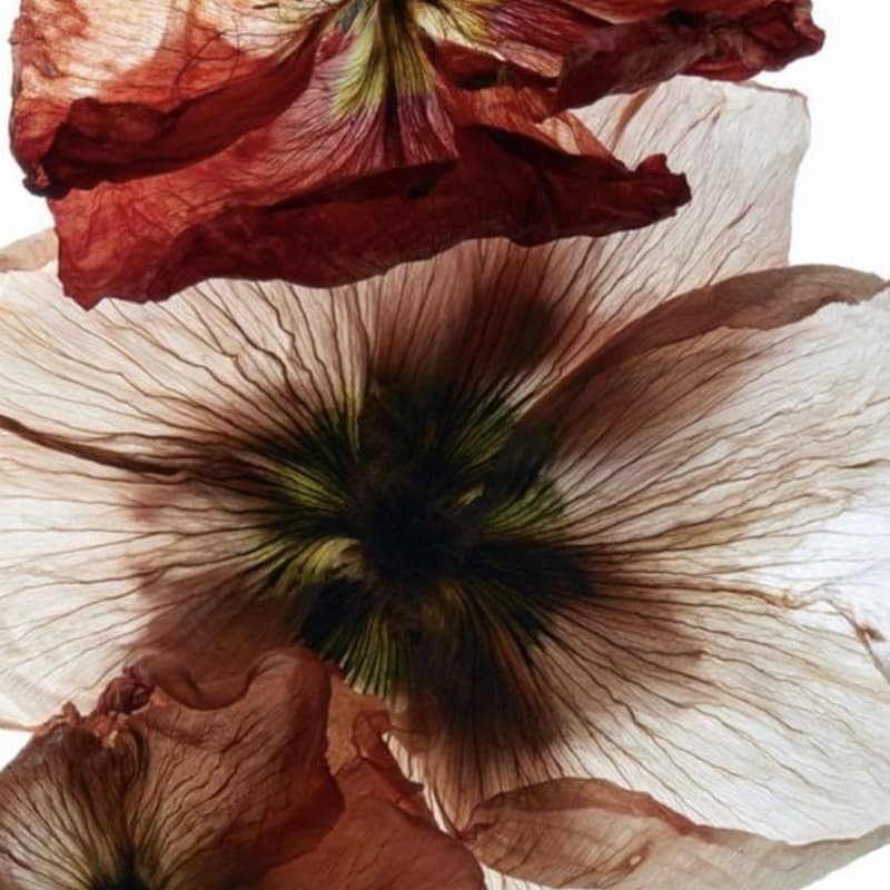 Cover Image for Back to the Body: A Session on Somatics
