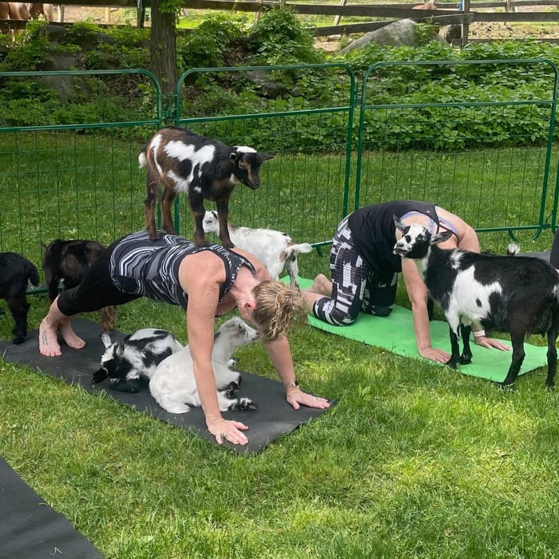 Cover Image for Goat Yoga With Good Pickin' Farm