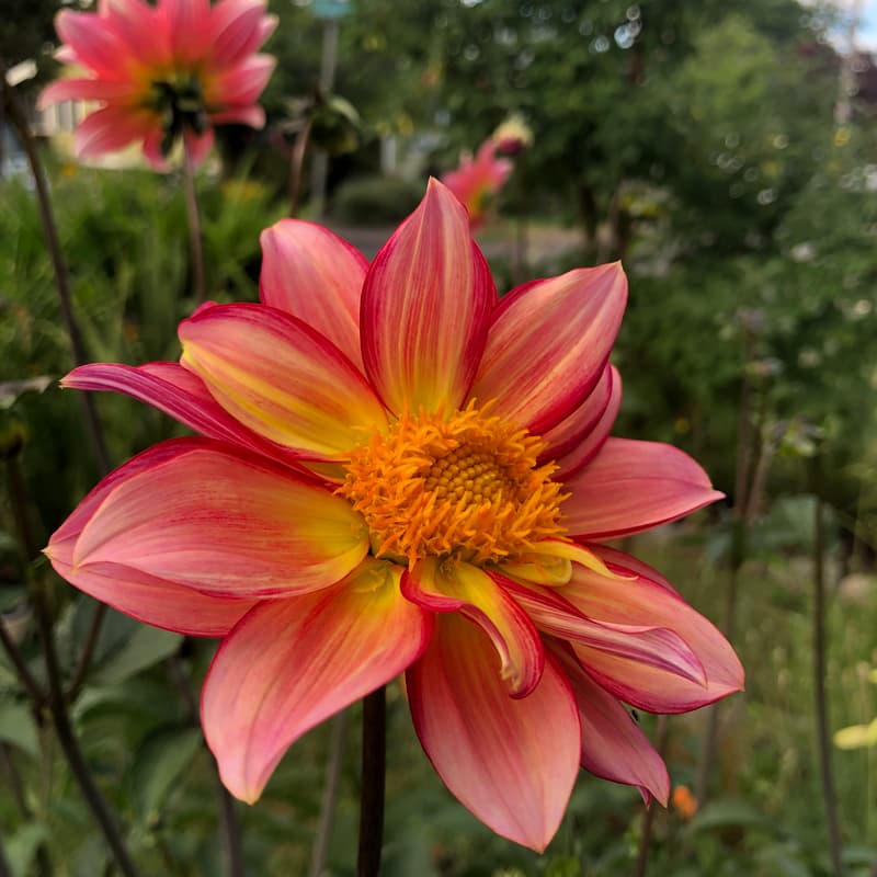 Cover Image for a belonging circle for the great turning