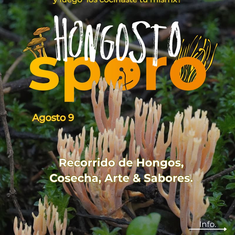 Foto de portada de Hongosto xSporo