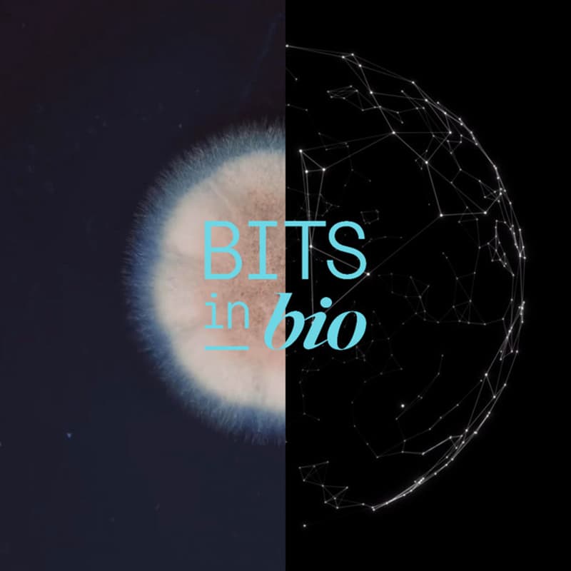 Cover Image for BiB RTP Spring Meetup!