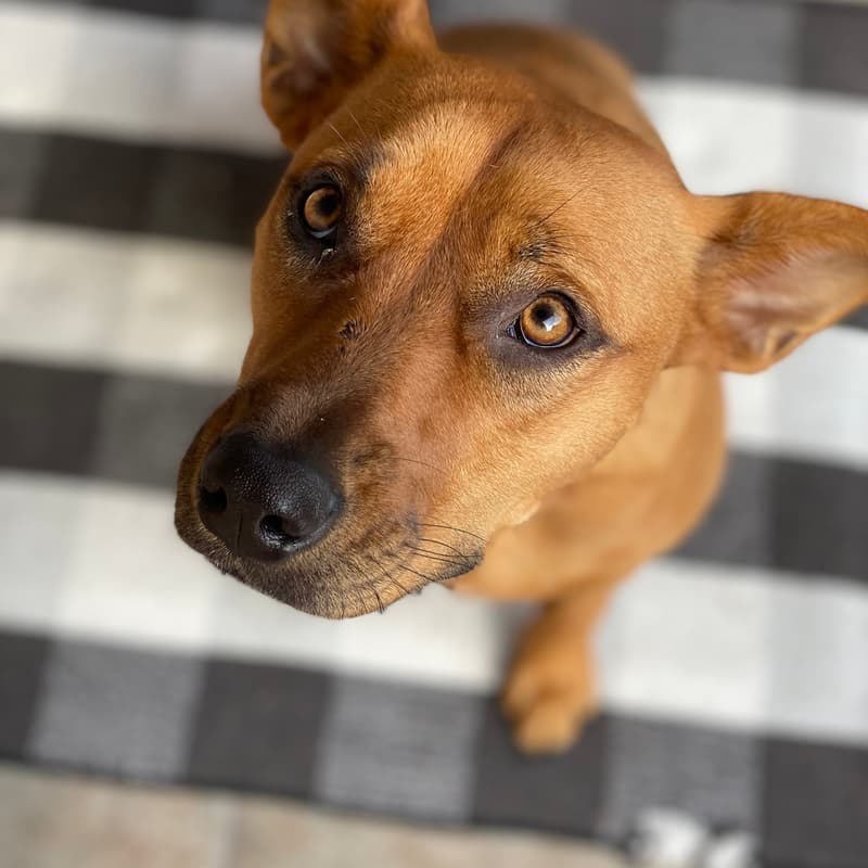 Cover Image for Seattle Tech Week | Dog Dash 5K