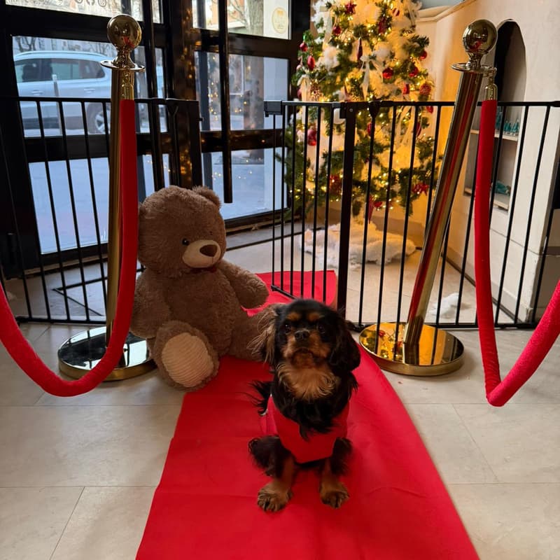 Cover Image for Le bal des Cavalier King Charles