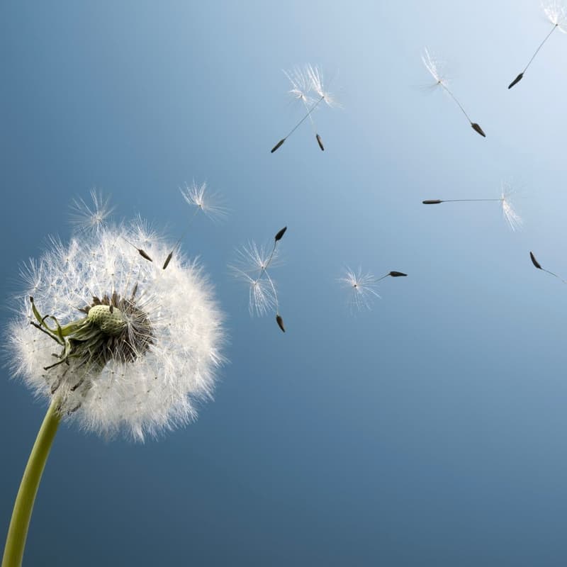 Cover Image for Regeneration Pollination