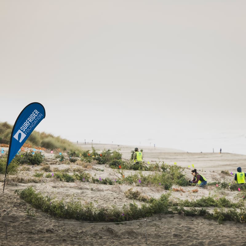 Cover Image for Ocean Beach Dune Revegetation - Judah