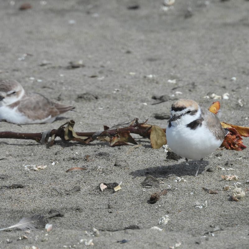 Cover Image for Snowy Plover Habitat Stewards for Ocean Beach SPPA
