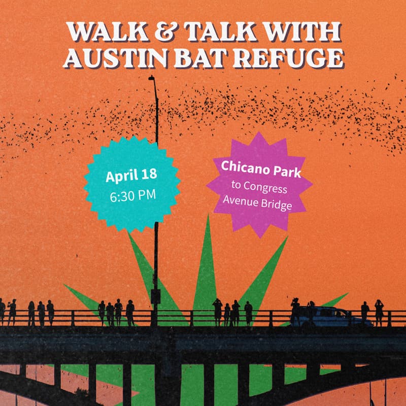 Cover Image for Walk & Talk with Austin Bat Refuge