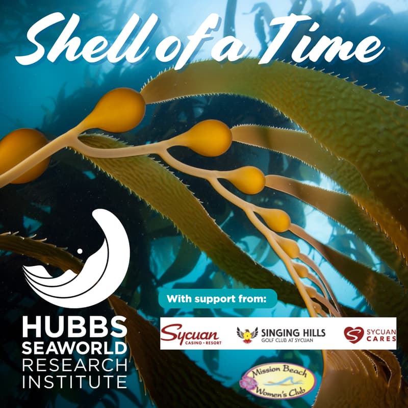 Cover Image for A Shell of a Time