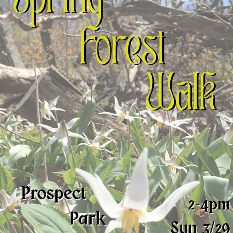 Cover Image for Spring Forest Walk!