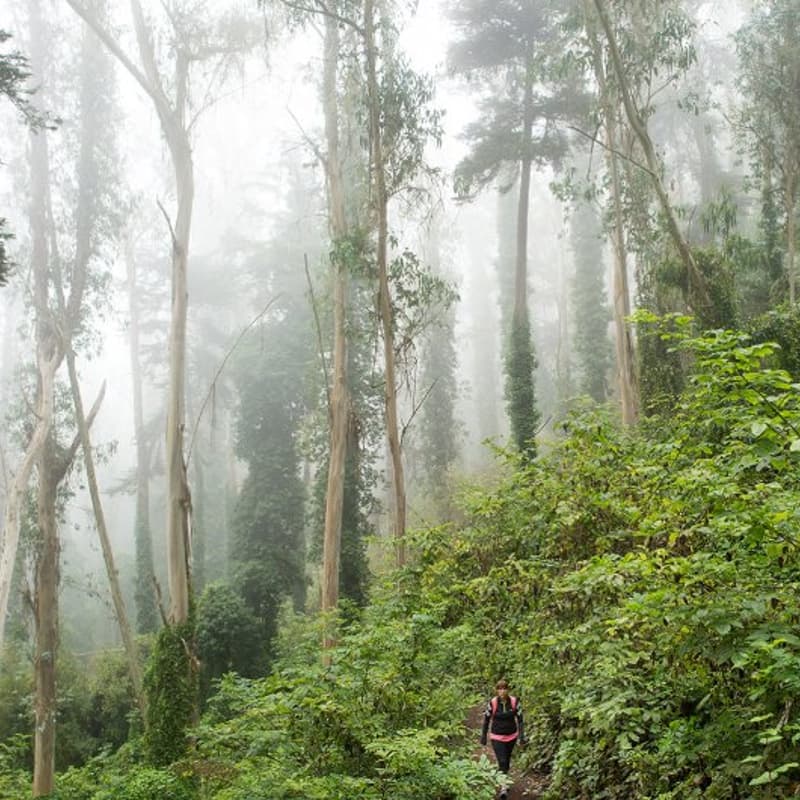 Cover Image for FWTNB Sutro Forest Run w/ Trail Sisters and Athleta
