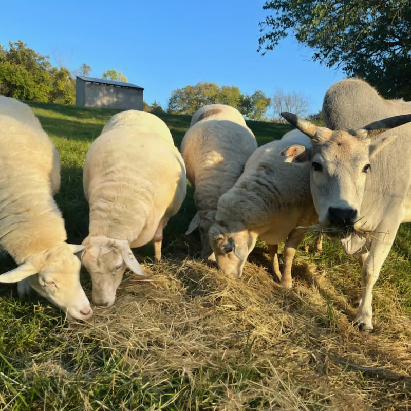 Cover Image for In-person Guided Tour of Gorman Heritage Farm