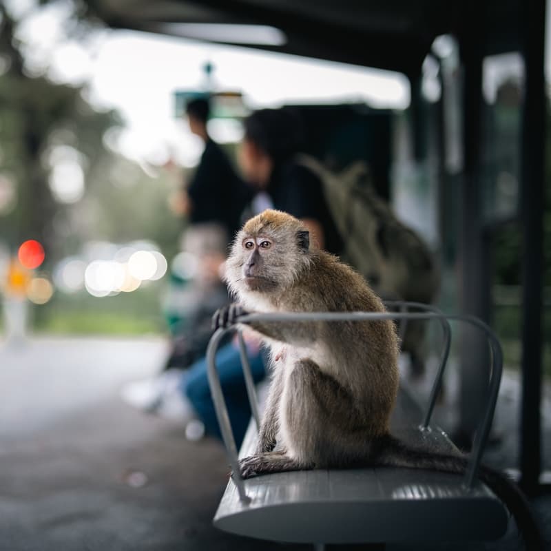 Cover Image for Seeds of Change: Human-wildlife Conflict in Singapore