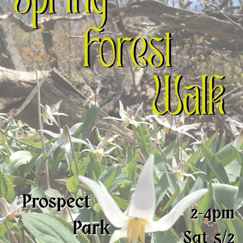 Cover Image for Spring Forest Walk #2!