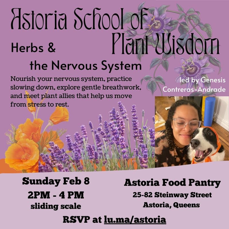 Cover Image for Herbs and the Nervous System