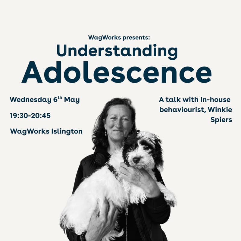 Cover Image for Understanding Adolescence Talk