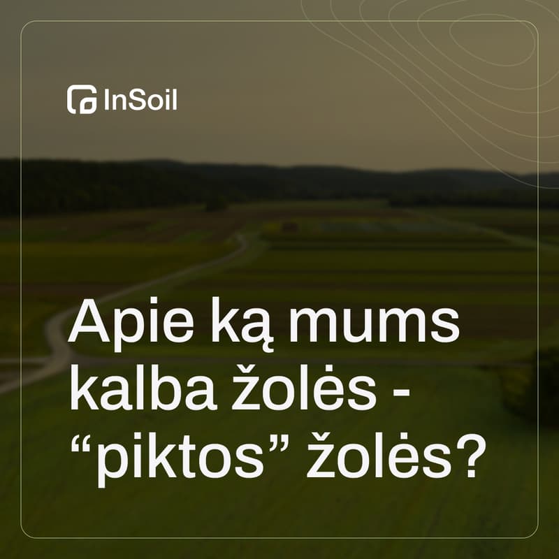 Cover Image for Apie ką mums kalba žolės - “piktos” žolės? Ir galimi jų kontrolės būdai