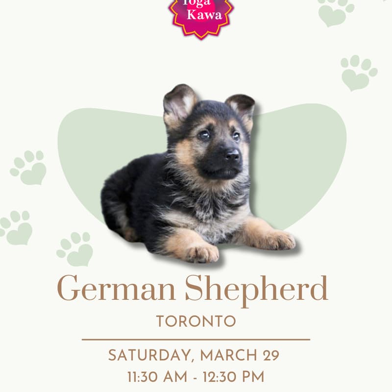 Cover Image for Puppy Yoga by Yoga Kawa - German Shepherd Puppies
