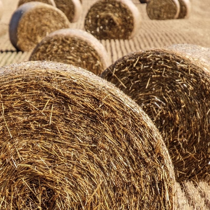 Cover Image for Restore Nature Day Panel 2: Circular Fibre Revolution, Financing a Nature Positive Industrial Transformation