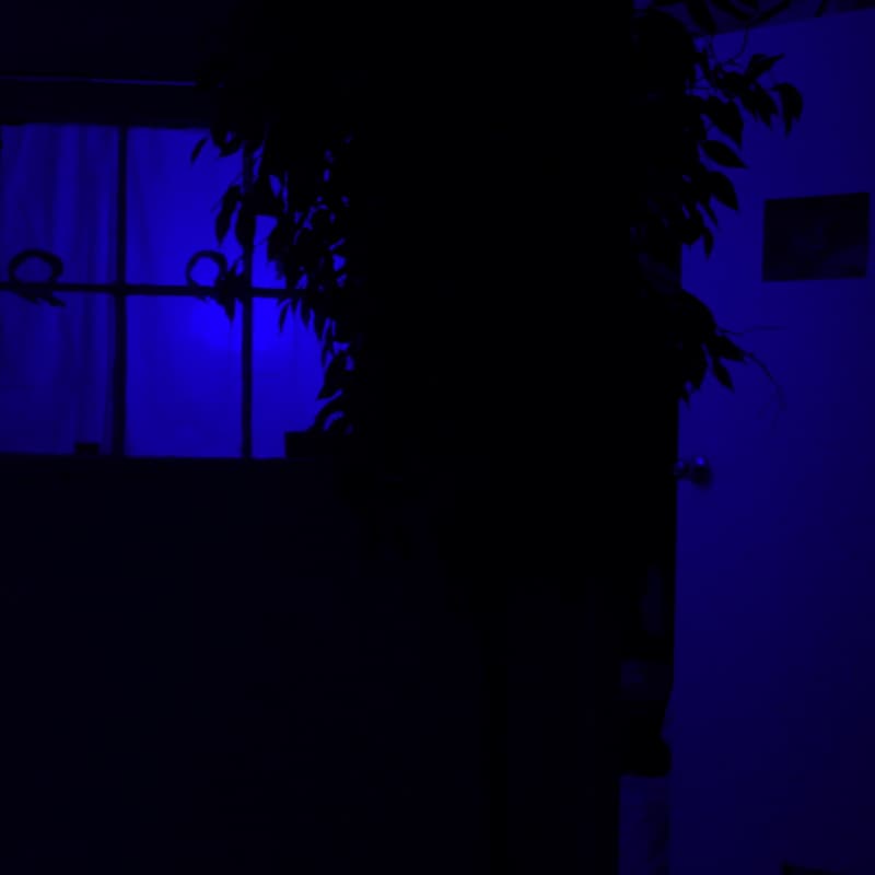 Cover Image for Immersive Exhibition: The Life and Deaths of a Falling Flower