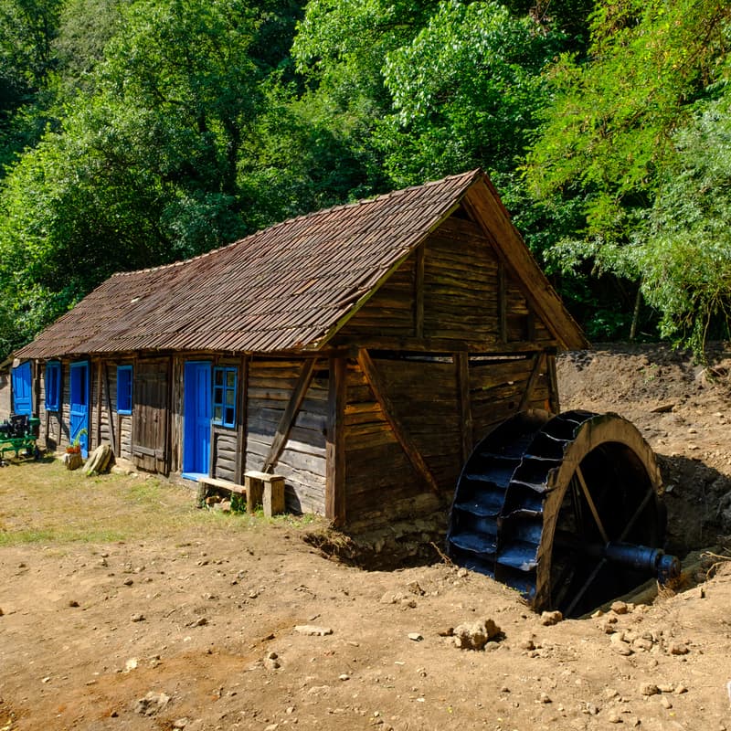 Cover Image for Morile Banatului și degustare de pâine