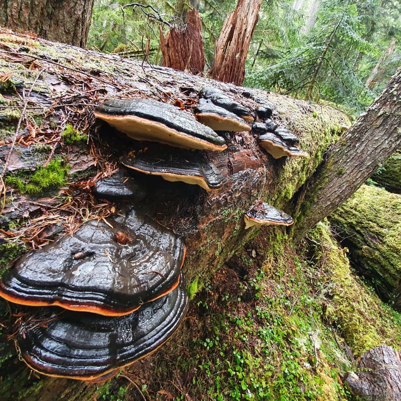 Cover Image for Wilderness Walk: Mushrooms