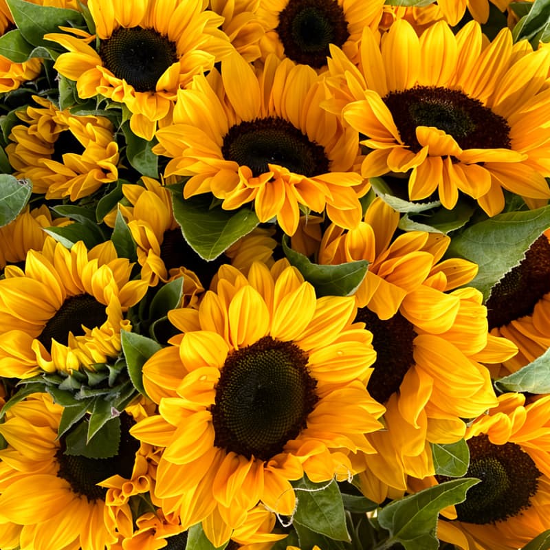 Cover Image for 🌻AI Agent Builders Weekly Meetup