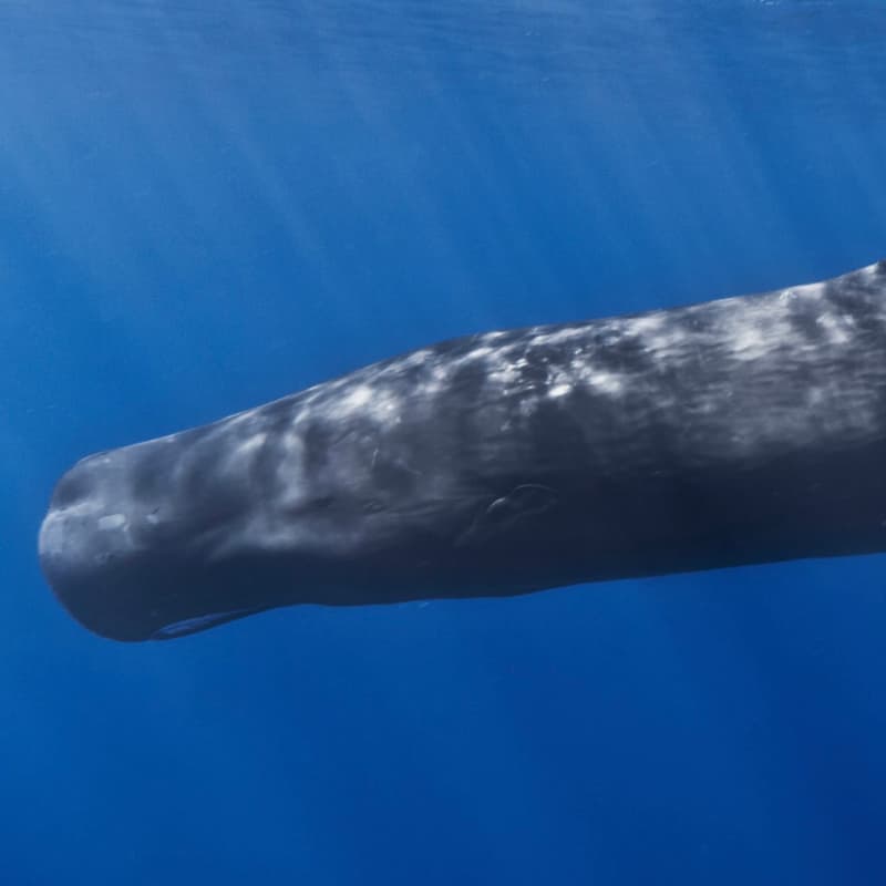 Cover Image for Whale Song, Whale Speech: Understanding How Whales Communicate with Each Other (and Us)