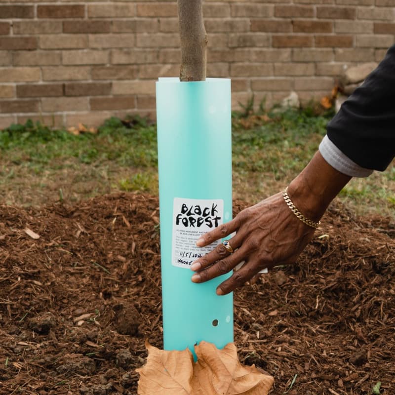 Cover Image for Tree Hustler (Canal St, 125 St, Nostrand Ave & Fulton St.)