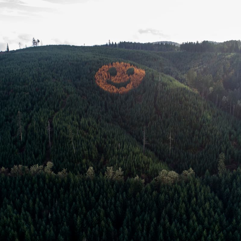 Cover Image for Forest and Friends - October 30, 2025