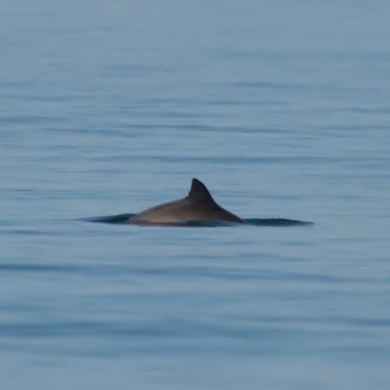 Cover Image for Passive Acoustic Monitoring for improved conservation of Harbour porpoise in Irish SACs