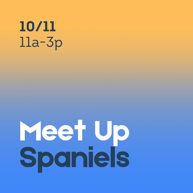 Cover Image for Spaniel Meet Up