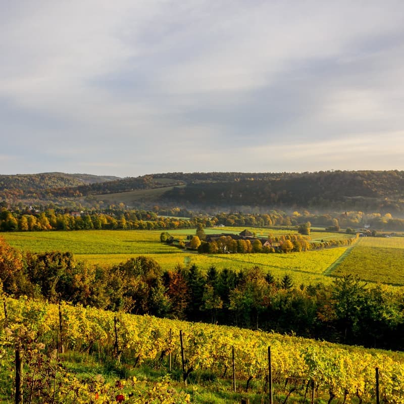 Cover Image for Explorers Club —  Surrey Hills Hike📍